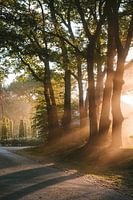 Sunbeams through the trees