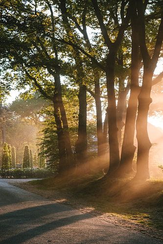 Des rayons de soleil à travers les arbres