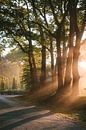 Sunbeams through the trees by Map of Joy thumbnail