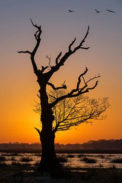 Boom silhouet van Lynxs Photography