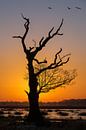 Silhouette d'arbre par Lynxs Photography Aperçu