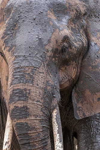 Nahaufnahme Elefant im Schlamm