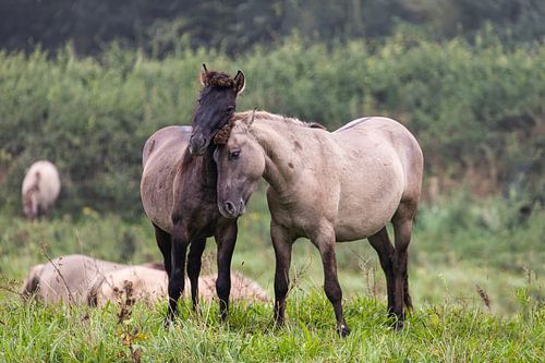 konik paarden