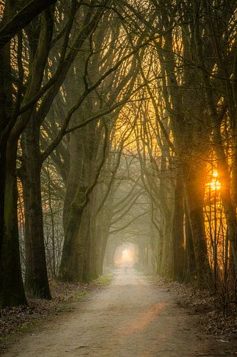 Ochtendlicht op het wandelpad