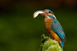 Eisvogel, der im Wurf fotografiert wurde. von Jeroen Stel
