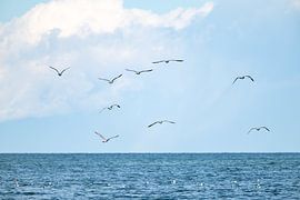 Möwen über der Ostsee bei Eckernförde von Ralf Gosch