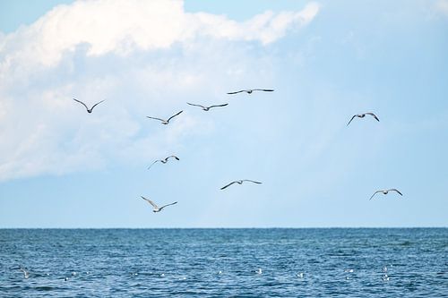 Meeuwen boven de Oostzee bij Eckernförde