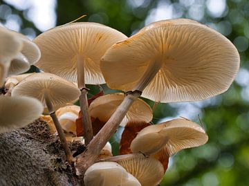 Porseleinzwam, een sfeervolle paddenstoel van Natuurpracht   Kees Doornenbal