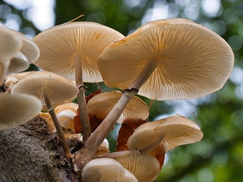 Porseleinzwam, een sfeervolle paddenstoel
