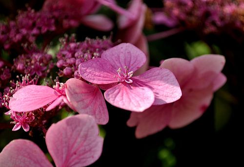 Hortensia