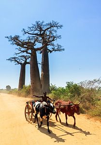 Zeboekar met Baobabs