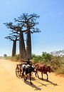 Zeboekar met Baobabs van Dennis van de Water thumbnail