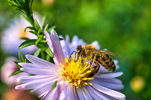 Bij op een bloem die nectar verzamelt