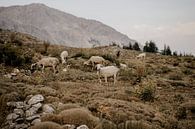 Sheep herd in Turkish mountain landscape by Christa Stories thumbnail
