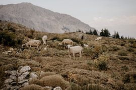 Troupeau de moutons dans un paysage de montagne turc sur Christa Stories