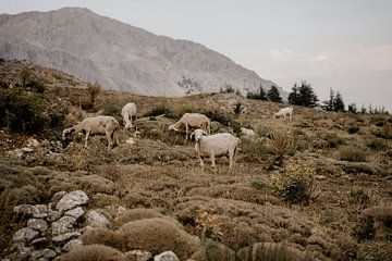 Sheep herd in Turkish mountain landscape