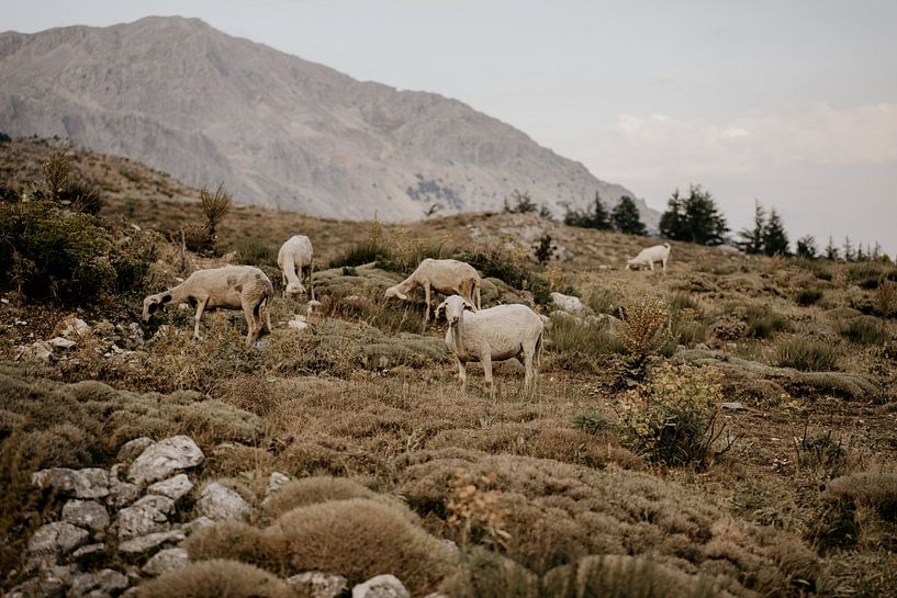 Sheep herd in Turkish mountain landscape by Christa Stories