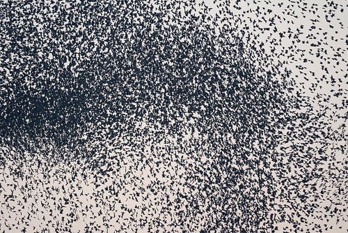 In de kern van een spreeuwenwolk