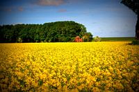 Rapeseed fields , Province of Groningen