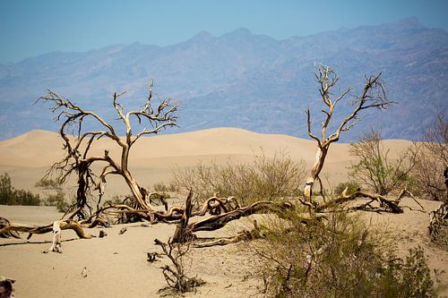 Mesquite Sand Dunes Death Valley