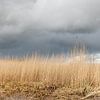 Collier de roseaux sous des nuages menaçants sur Dick Doorduin