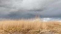 Schilfkragen unter bedrohlichen Wolken