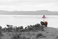 Vue de l'île de Rona depuis Applecross par Pascal Raymond Dorland Aperçu