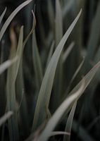 Textuur in de natuur