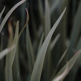 Textuur in de natuur van fromkevin