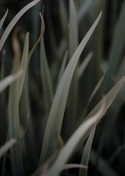 Textuur in de natuur van fromkevin