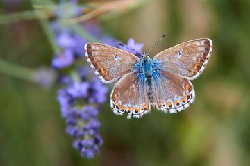 Papillon  Argus bleu sur Ad Jekel