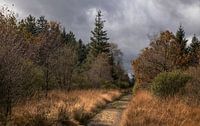 High moorland in the Belgian Ardennes: A Rustic Autumn Scene