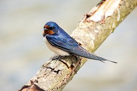 Eén zwaluw maakt nog geen zomer