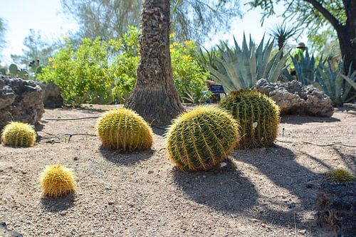 Cactus Garden, Henderson, Nevada, USA