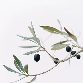 Olivenbaum | Olivenzweige | Botanisches Foto | Grün von Mirjam Broekhof