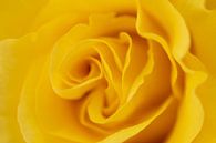 Gele roos van Marc Piersma thumbnail