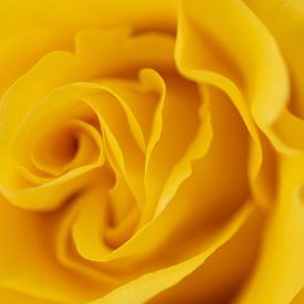 Yellow Rose by Marc Piersma