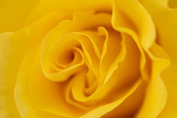 Gele roos van Marc Piersma