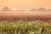 brume, rouge, orange, coquelicots ; coquelicots ; pavot ; Papaver rhoeas, lever de soleil