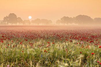 brume, rouge, orange, coquelicots ; coquelicots ; pavot ; Papaver rhoeas, lever de soleil