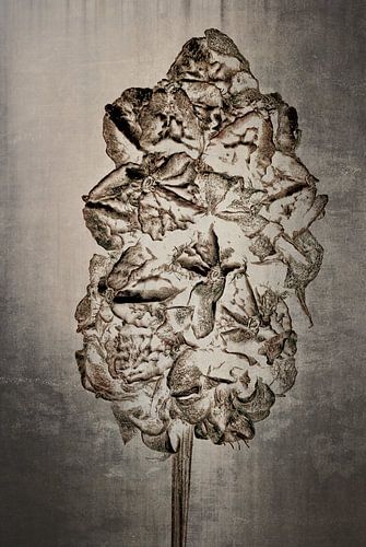 Grote pimpernel - Sanguisorba officinalis