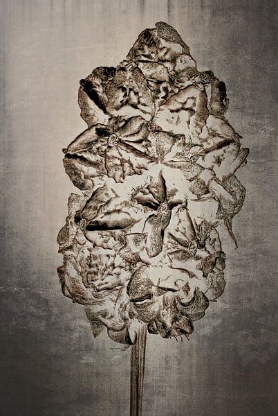 Großer Wiesenknopf - Sanguisorba officinalis von Christophe Fruyt