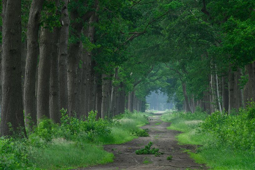 Statige boslaan in nederland van Michel Knikker