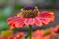 Helenium