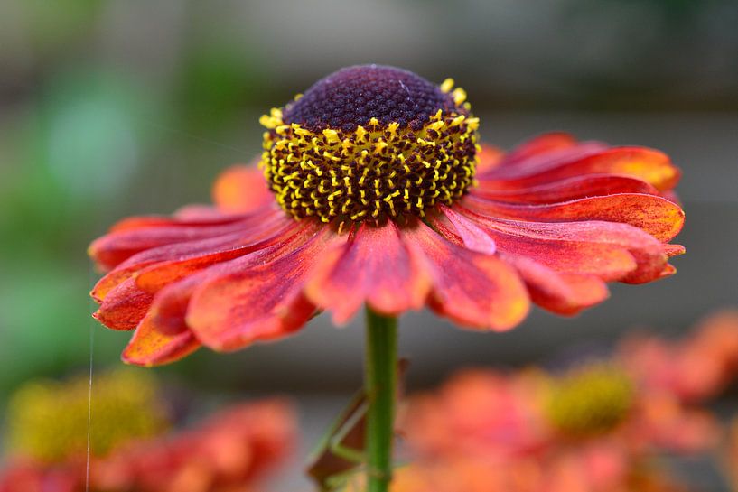Helenium by Sabine Claus