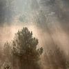 Sunrays through hills and pine trees in fog by Olha Rohulya