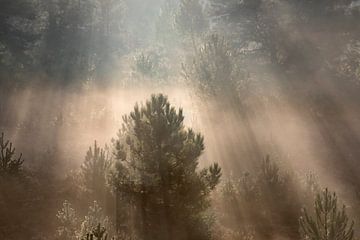 Zonnestralen door heuvels en pijnbomen in mist