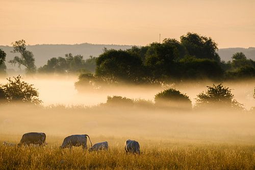 Koeien in de mist