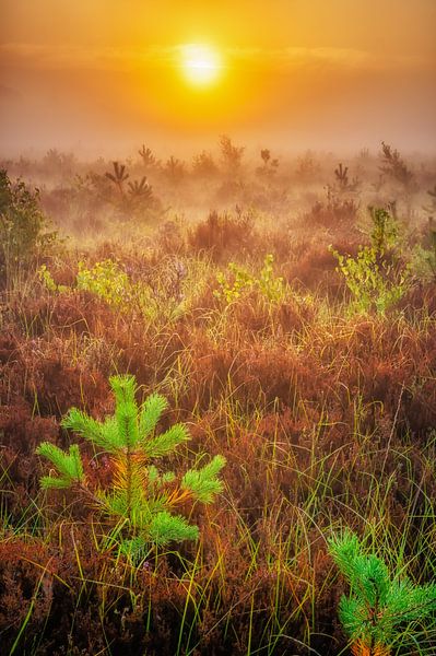 Golden Sunrise by Leon Okkenburg