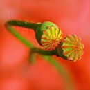 Pop-Dancers van Caroline Lichthart thumbnail